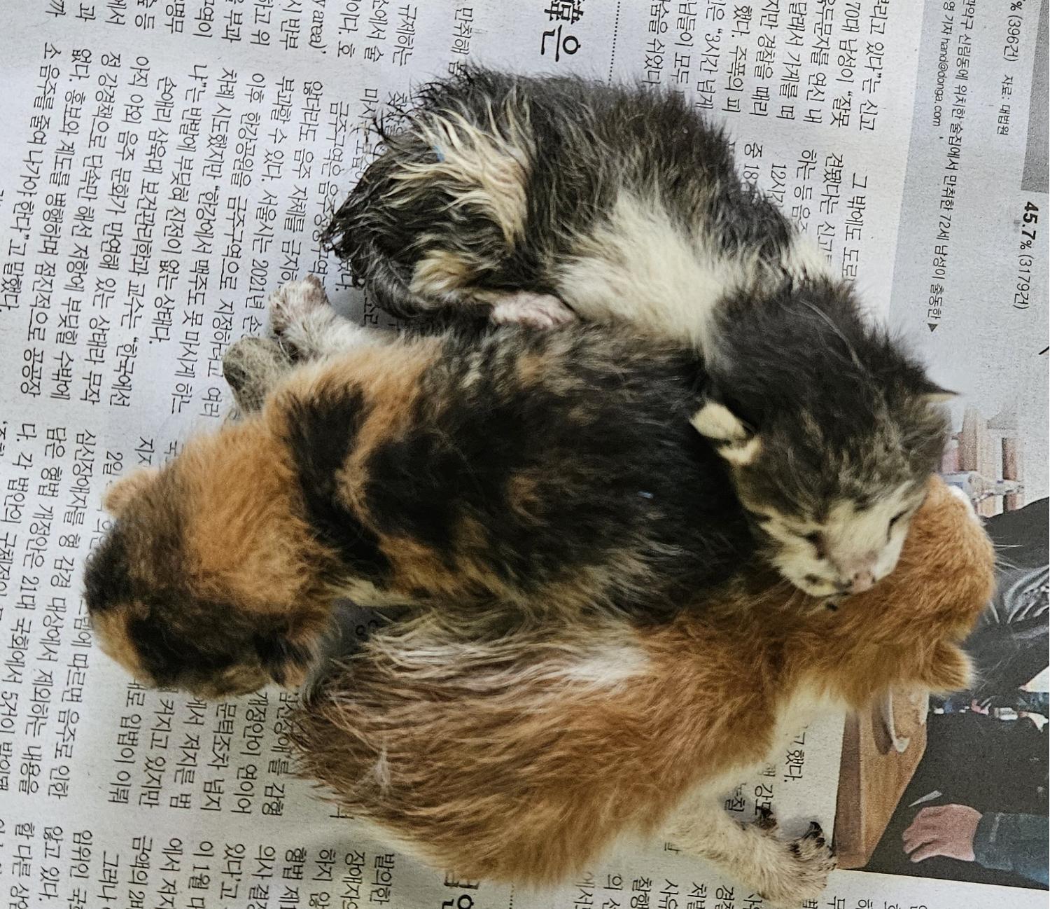 한국 고양이 이미지 파일 입니다.